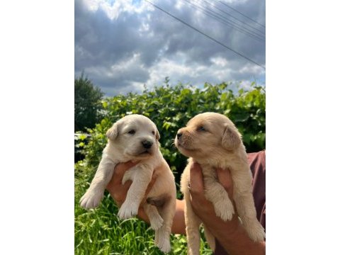 Golden retriever yavrularımız ırk garantilidir