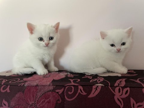 British shorthair yavrularıma yuva arıyorum
