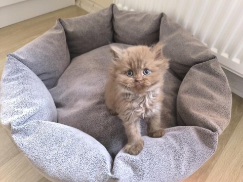 Cinnamon british longhair