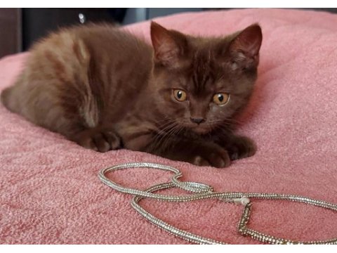Chocolate point british shorthair