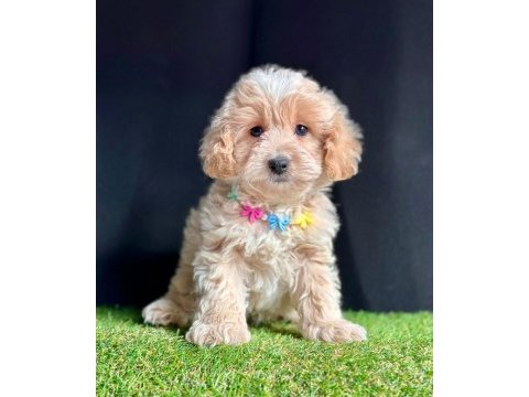 Maltipoo mix ırk yavrular