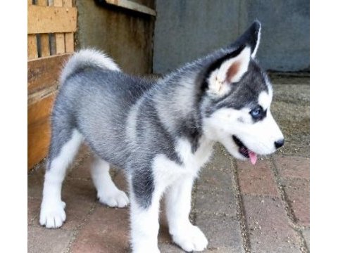 2 aylık husky yavrular