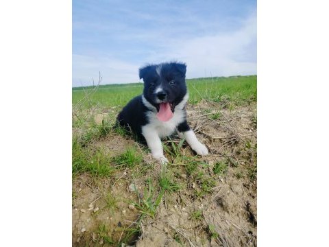 Border collie yavrusu