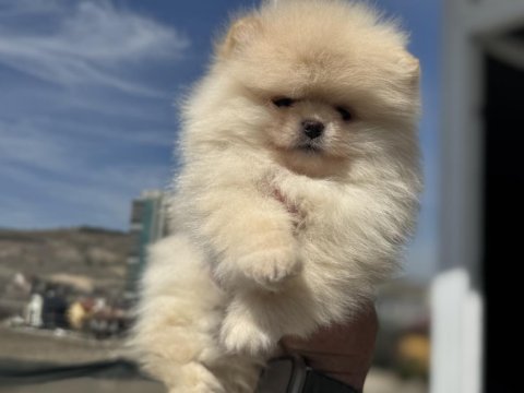 Tea cup pomeranian  yavrular ziyarete açık