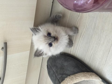 British longhair yavru erkek