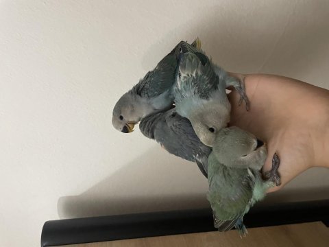 Üst düzey mutasyon el besleme sevda papağanı