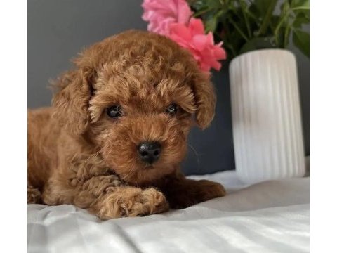 Kore kan red toy poodle  yavrularım 