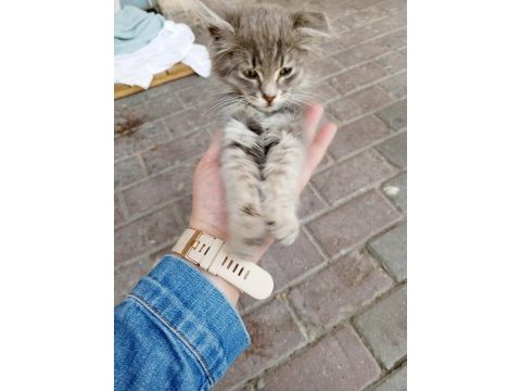 Sokağa terk edilmiş minik kedimiz için acil yuva