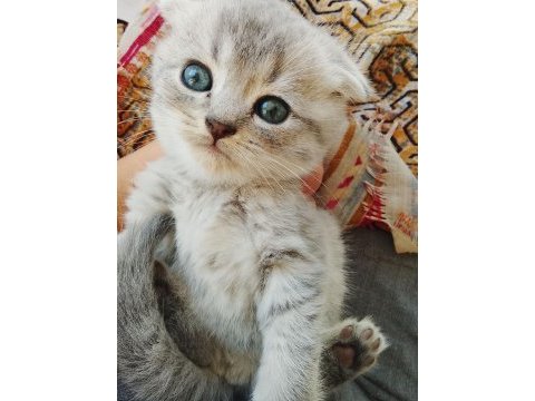 Ücretsiz sahiplendirme yavru kediler