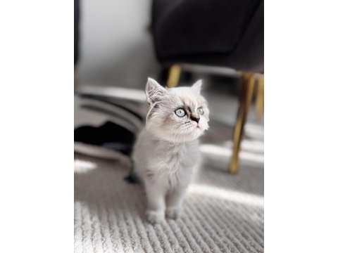 2 aylık british long hair blue point