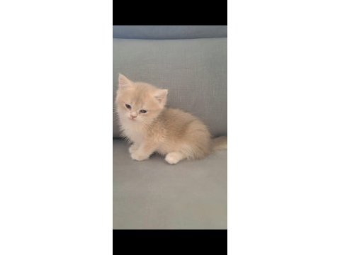 British shorthair cy12 erkek yavru