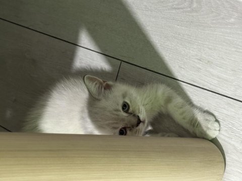 Acil sahiplendirme british shorthair blue point