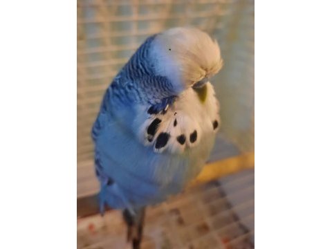Show jumbo muhabbet kuşu erkek
