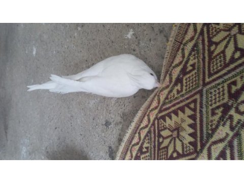Albino ve heawy sultan papağanı takımlar