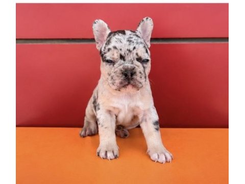 Egzotik renk french bulldog bebekler
