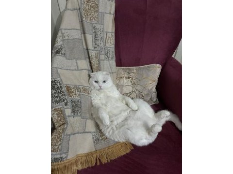 4 yaşındaki scottish fold patimi sahiplendirmek zorundayım