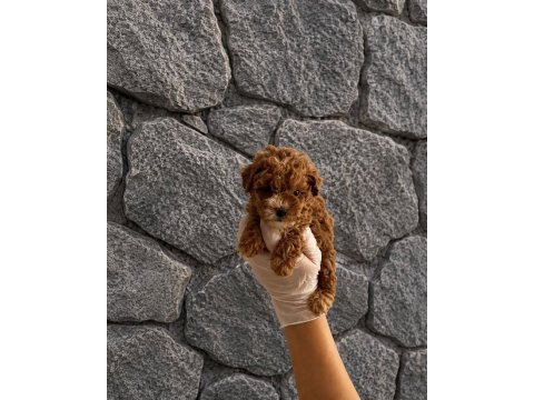 Maltipoo canlarım ev üretimi