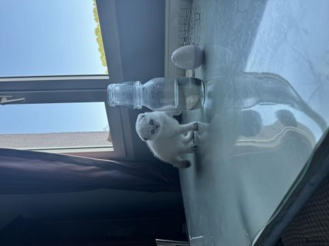 Scottish fold yavru