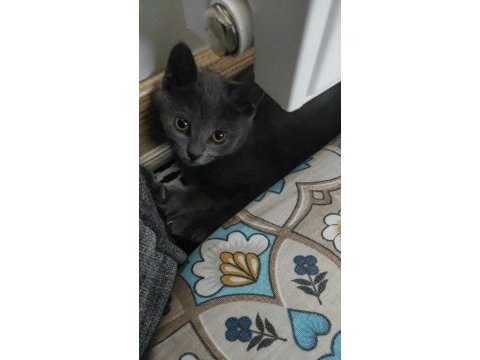 Oyun arkadaşı british shorthair