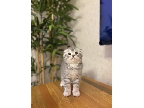 Evinizin neşssi scottısh fold yavrularım 