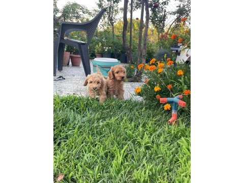 Cockapoo bebekler