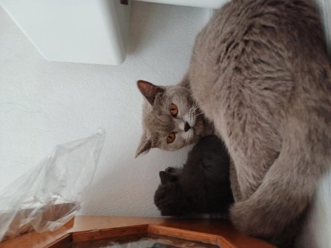 Anne ve yavru british shorthair