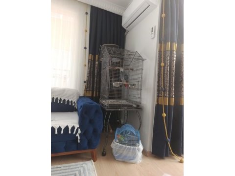 Üst düzey konuşma ve tüy yapılı jako papağanı