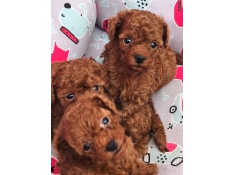 Toy poodle minikler safkan
