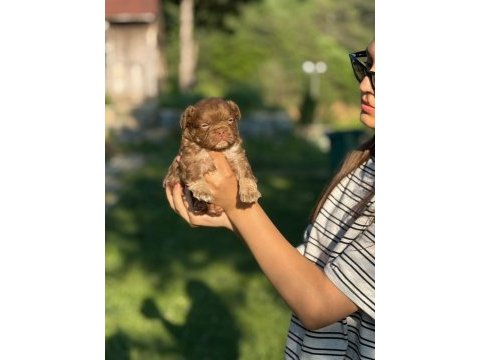 Nadir olmak isteyenlere tüylü french bulldog