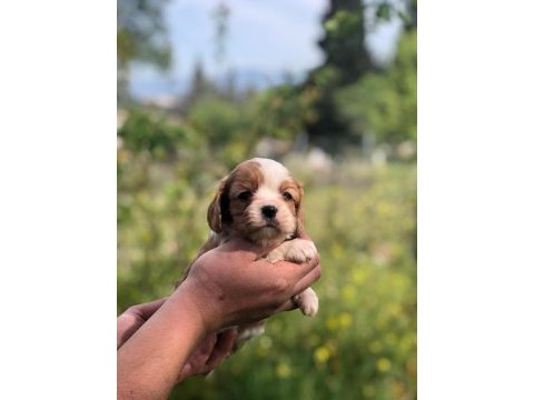 A kalite aşılı garantili cavalier king charles bebekler