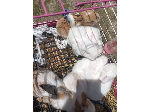 İstanbul kartal sağlıklı tavşan yavrular