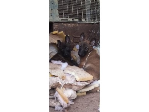 Belgian malinois ve hollanda dutc yavrular