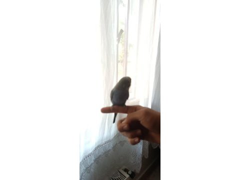 Akıllı muhabbet kuşu