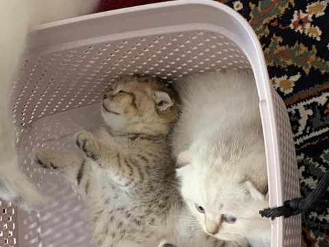 Antalya içi scottish fold sahiplendirme