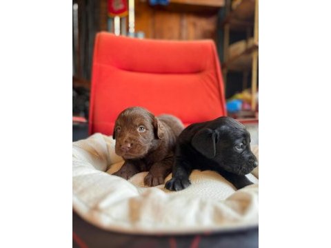 Mükemmel kalitede labrador bebeklerimiz için acele edin