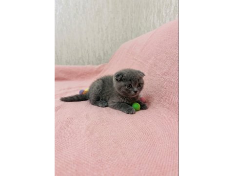 Scottish fold yavrumuz