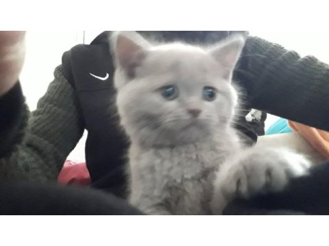 Erkek 60 günlük british shorthair