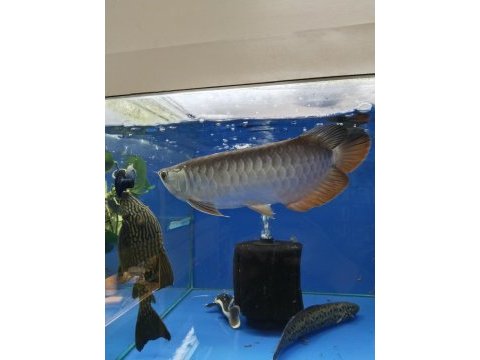 Golden redtail arowana 35-40 cm