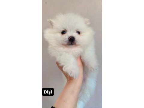 Erkek pomeranian boo
