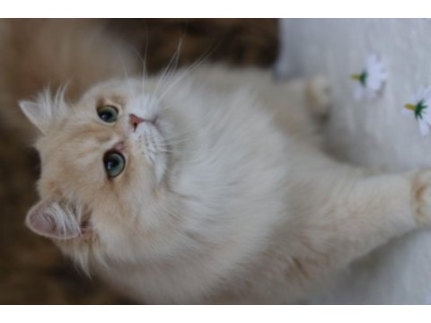 British longhair erkek kedimiz