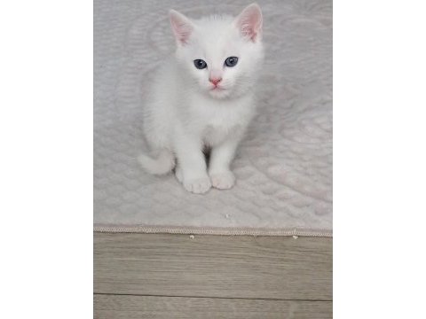 Kar beyaz ankara kedisi bebekler