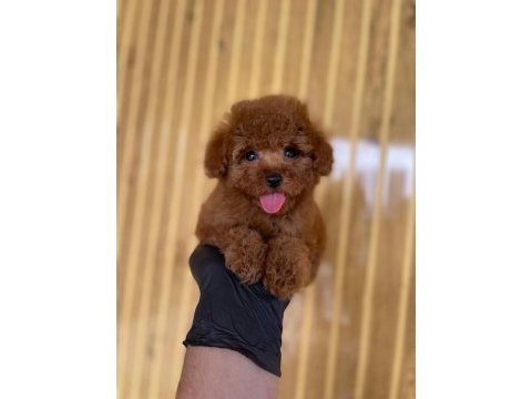Toy poodle bebekler referans yavrular
