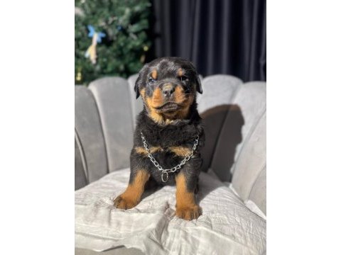 Gerçek macar rottweiler koca kafa yavrular en iyisi