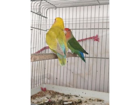 Sürekli yumurtlayan anaç takım papağanımız