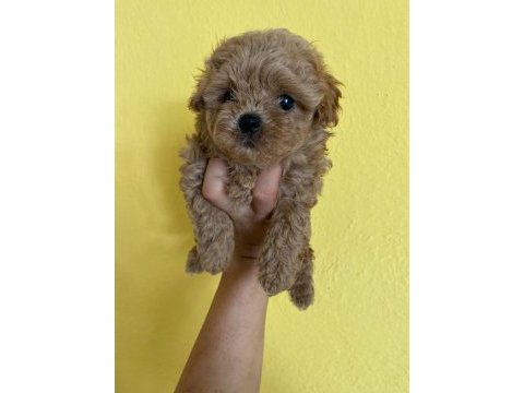 Orjinal kore maltipoo