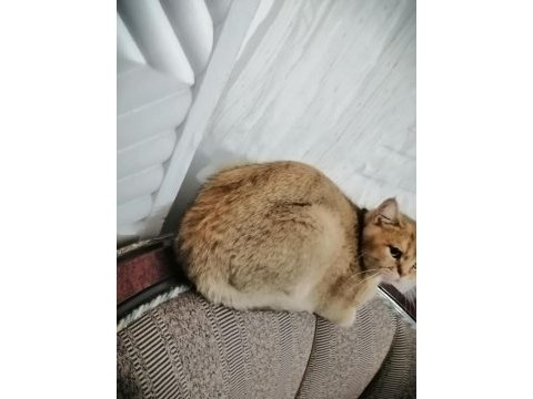 Güzel gözlü british shorthair kızımızı ücretsiz