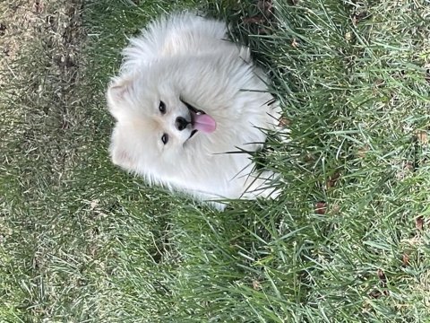 1,5 yaşında aşıları tam çipli pomeranian