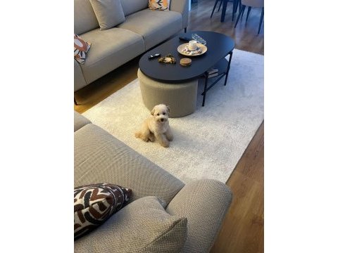 Maltipoo yavrumuza yeni yuva