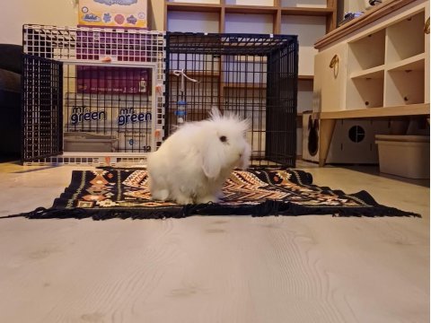 Lop tavşanı 5 aylık erkek