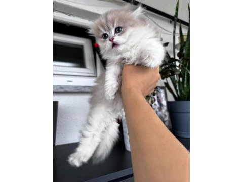 Harika gen hattına sahip kedimiz
